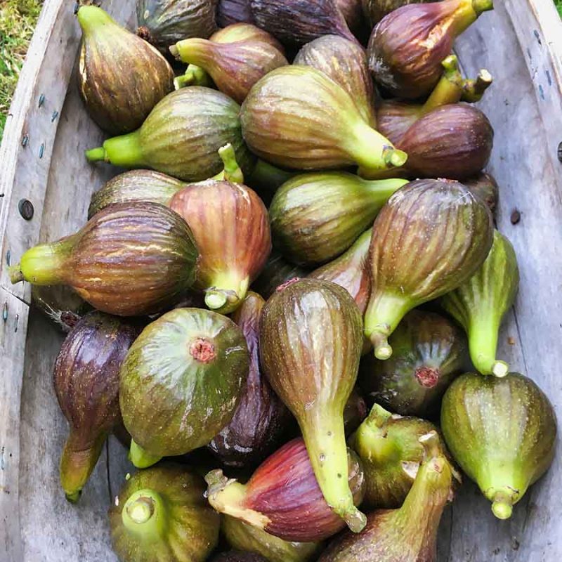 figs 1 figs 1