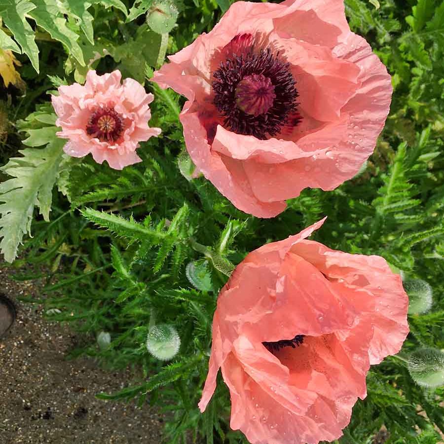 flower 1 flower 1